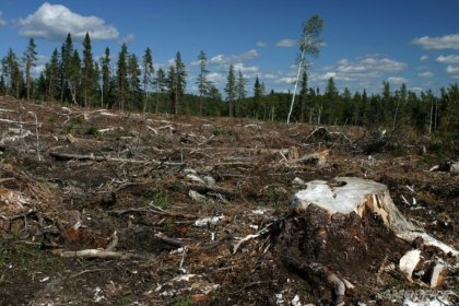 Organizaciones sociales y mapuche exigen fin al modelo forestal