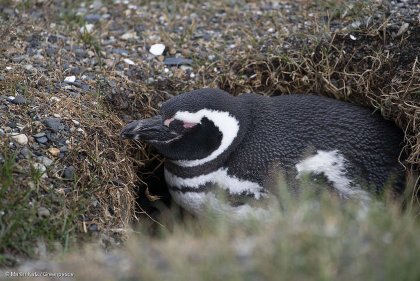 Matanza de pingüinos en Chubut: Greenpeace pidió el embargo del campo 