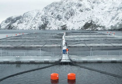 Por sobreproducción y dejar sin vida el suelo marino: SMA recova permisos a salmonera noruega en Magallanes