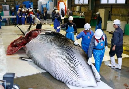 Inaceptable, Japón reanuda la caza comercial de ballenas