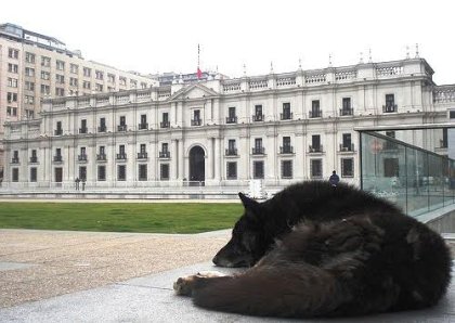 Cámara de Diputados aprueba la Ley de Tenencia Responsable 