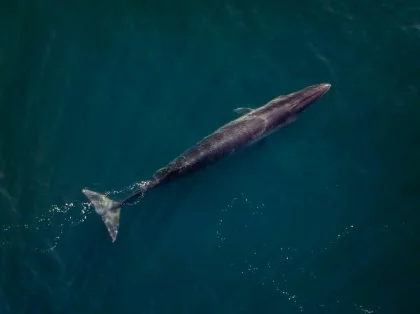 La ballena Sei una especie amenazada que llega de a miles al Golfo de San Jorge 