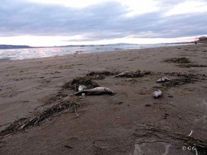 [Video]Cientos de peces muertos en las costas del Lago Musters