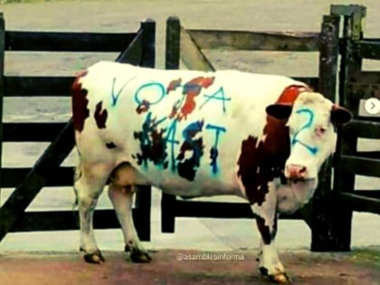 Maltrato y crueldad animal de seguidores de José Kast en feria ganadera