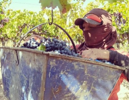 "Las bodegas siguen ganando fortunas y los trabajadores vitivinícolas estamos más pobres que nunca"