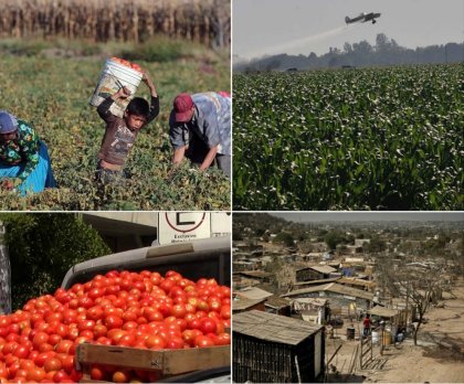 Josué y Misael, hijos de jornaleros, intoxicados con agroquímicos al comer tomate