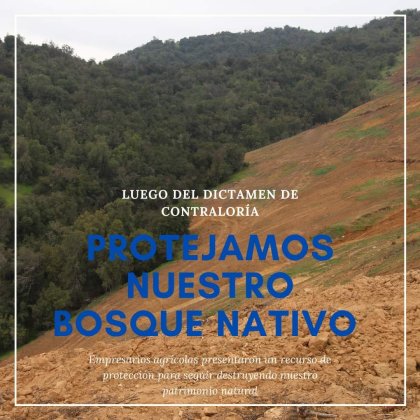 Empresarios agrícolas de la sexta región destruyen el bosque nativo