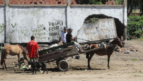 Foto: Tigre Verde