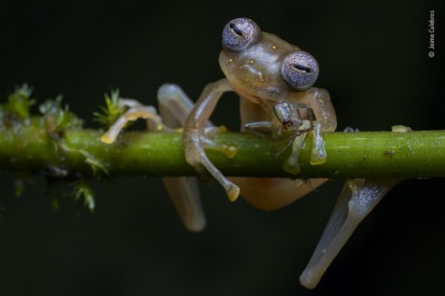 Life in the balance • Jaime Culebras en la categoría Anfibios y reptiles 