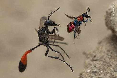 A tale of two wasps • Frank Deschandol en la categoría Invertebrados