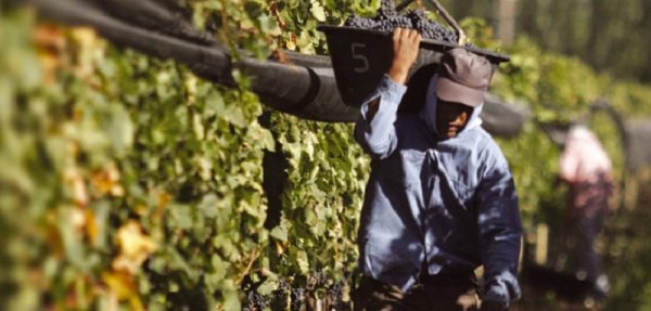 Mendoza: tierra del sol, el buen vino y la precarización laboral