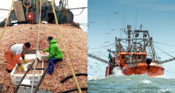 Los empresarios de la pesca no quieren pagar impuestos 