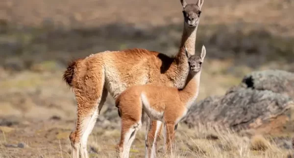 "No tiene ningún fundamento pensar que el guanaco representa un riesgo para el ecosistema patagónico"