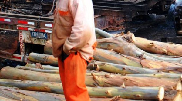 Camino de unidad trabajadores-pueblo mapuche contra las empresas forestales