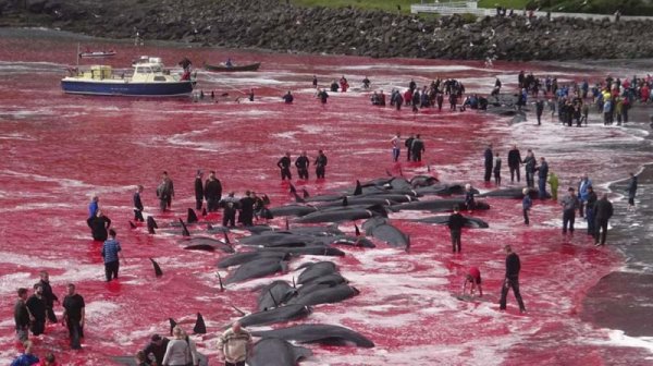 En las islas Feroe de Dinamarca matan a 1400 delfines por una tradición centenaria