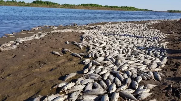 Mortandad de peces: exigua multa al ingenio Bella Vista