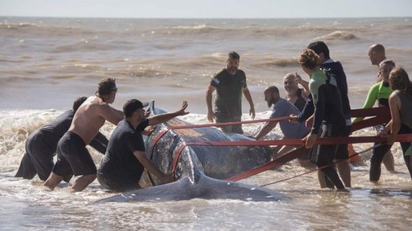 Rescataron una ballena que había quedado varada en una playa de Villa Gesell