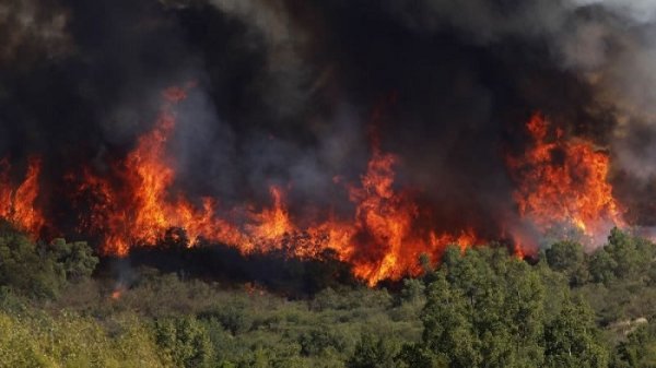 Evacuaciones por incendios forestales en 5 comunas: ¡El saqueo forestal es responsable!