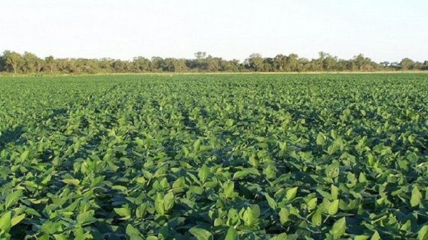 ¿Más regalos de Massa para las grandes patronales del agronegocio? 