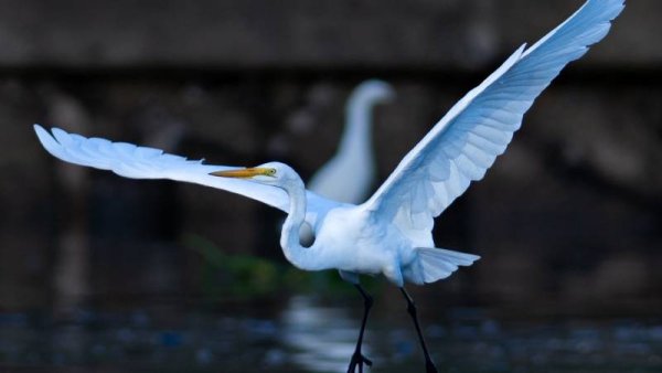 Peligra la creación de la primera reserva natural pública continental en Tigre