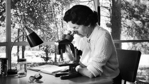 Rachel Carson, la mujer que enfrentó a las agroquímicas e inauguró el ecologismo contemporáneo