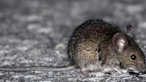 Nuevos casos confirmados de hantavirus: ya son 12 los muertos 