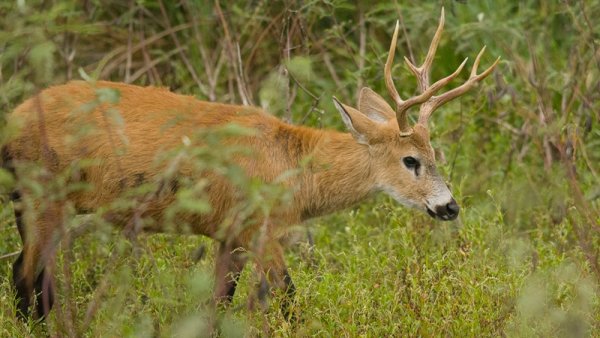 Peligra el nuevo parque nacional Ciervo de los Pantanos y apuntan contra Petromining S.A.