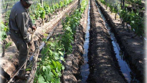 Vitivinicultura y agua: ¿una escasez que tenemos todos?