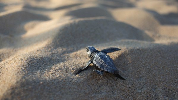 Grupo hotelero destruye santuario de tortugas