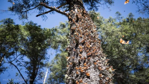 El gobierno Michoacán promueve ley que privatiza Áreas Naturales Protegidas