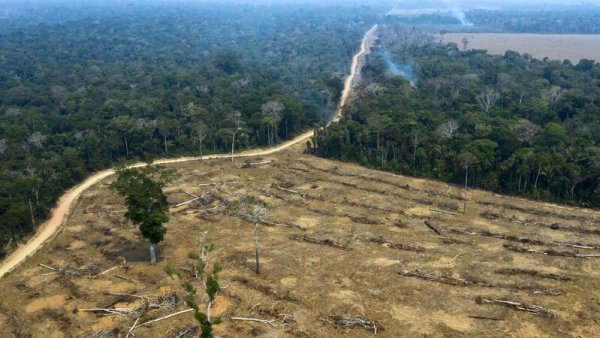 Aumenta la deforestación hasta en un 77% durante la pandemia, es el capitalismo