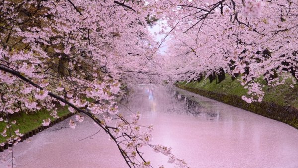 Alarma por la floración prematura de cerezos en Japón: marcó un récord en 1200 años