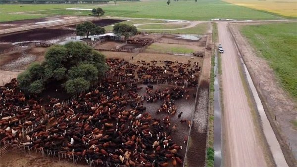 Encuentran 2.200 vacas robadas en el campo de ex presidente de la Sociedad Rural