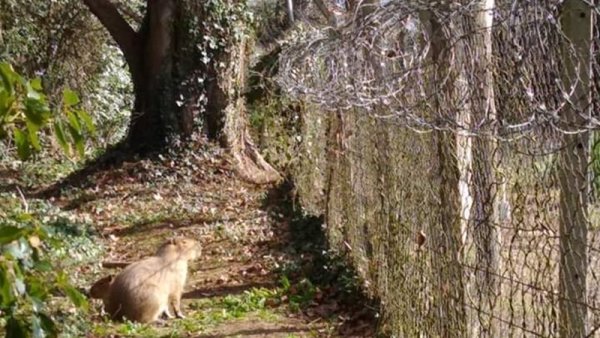 Caso carpinchos expulsados: “El country Abril le robó media laguna a la reserva Pereyra Iraola”