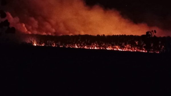 San Fernando: reportan incendio en un humedal de la segunda sección del Delta