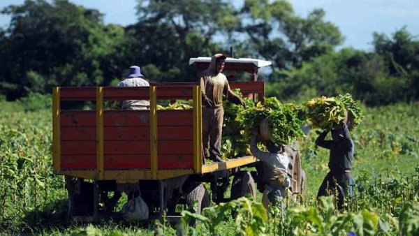 Rescatan a 40 trabajadores golondrinas víctimas de trata en La Rioja