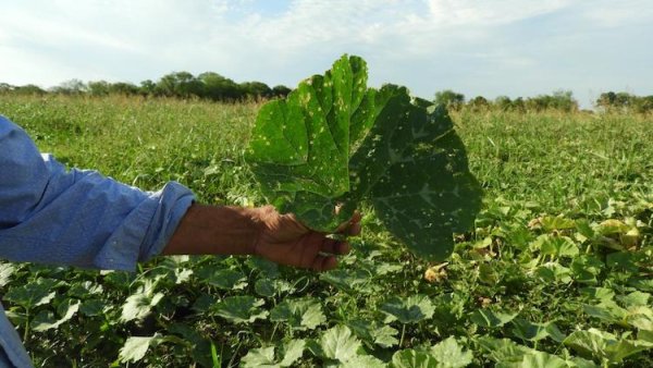 Vecinos lanzan campaña solidaria para pagar análisis clínicos por constantes fumigaciones en Chaco