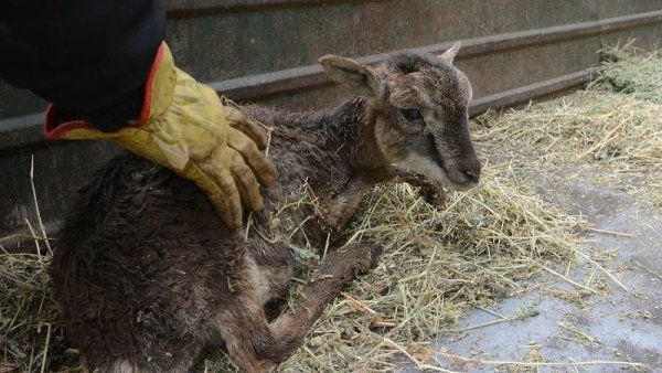 Zoo de Mendoza: desidia del gobierno de Cornejo 