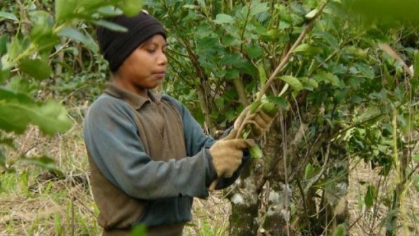 Misiones: lanzan la campaña “Me gusta el mate sin trabajo infantil”