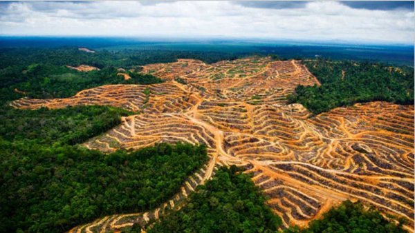 El agronegocio en América Latina provocó el 70 % de la deforestación