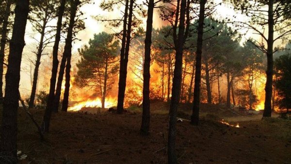 Feroz incendio afecta reserva natural de Valeria del Mar y Cariló