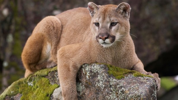 Parque Nacional Iguazú dio la orden de matar a cinco pumas