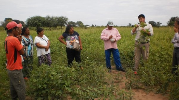 Chaco: economía agrícola qom es rescatada utilizando métodos biodinámicos de cultivo