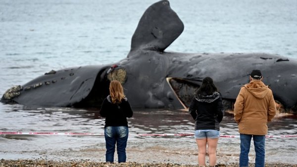 Aparecieron otras 3 ballenas muertas en Chubut y ya se contabilizan 18 en total