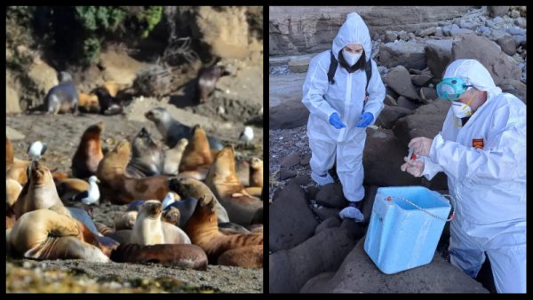 Se confirmaron brotes en lobos marinos en Buenos Aires, Río Negro, Chubut y Santa Cruz