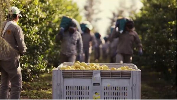 [Video] El FIT presentó proyecto de Ley para trabajadores rurales de todo el país