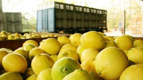 Empresarios del citrus ahora piden un "dólar limón" y amenazan con desechar miles de toneladas de fruta