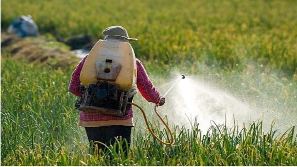 ¿El gobierno mexicano frenará el uso de glifosato?