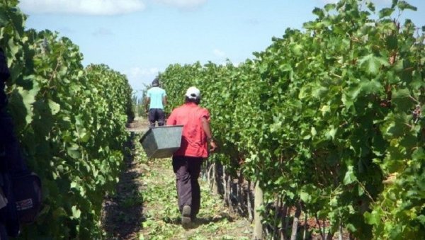 Contratistas de viña: “A mí me dan el 18 % de lo que produce la finca y todo el resto se lo lleva el patrón”