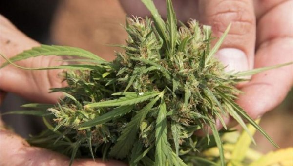 Motosierra al cannabis: no avanza la libertad de cultivar, producir y consumir